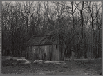 Wooden shed and trees