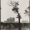 Tree near the Seine