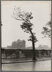 Tree near the Seine