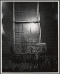 Window, NYC.