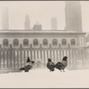 Pigeons in snow in Bryant Park.