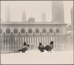 Pigeons in snow in Bryant Park.