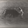 Bull fight, Barcelona.