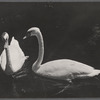 Swans.