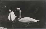 Swans.