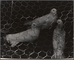 Doves in cage.
