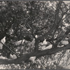 Doves in a tree.