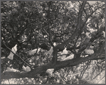 Doves in a tree.