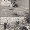 Pigeons, snow (perhaps Central Park, NYC).