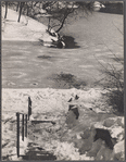 Pigeons, snow (perhaps Central Park, NYC).