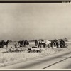 Mule teams near Montgomery, Alabama