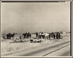 Mule teams near Montgomery, Alabama