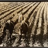 Near Tupelo, Mississippi. Negro farming