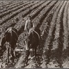 Near Tupelo, Mississippi. Negro farming.