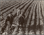 Near Tupelo, Mississippi. Negro farming.