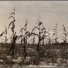 Cotton and corn. Hale County, Alabama