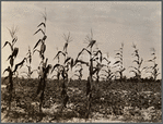 Cotton and corn. Hale County, Alabama