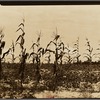 Cotton and corn. Hale County, Alabama