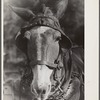 Mule. Hale County, Alabama