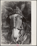 Mule. Hale County, Alabama