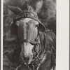 Mule. Hale County, Alabama