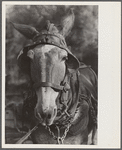 Mule. Hale County, Alabama