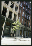 Block 491: Wooster Street between Broome Street and Spring Street (west side)