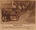 Brooklyn Scene. On a farm in the Flatlands this Brooklyn yeoman drove slowly down the lane, in 1898, where now imposing apartments rear their heads