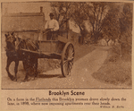 Brooklyn Scene. On a farm in the Flatlands this Brooklyn yeoman drove slowly down the lane, in 1898, where now imposing apartments rear their heads