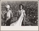 Cotton pickers, Pulaski County, Arkansas