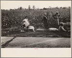 Cotton pickers, Pulaski County, Arkansas