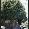 Block 516: Elizabeth Street between Prince Street and East Houston Street (west side)