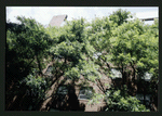 Block 517: Spring Street between Mott Street and Elizabeth Street (north side)