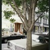 Block 521: Elizabeth Street between East Houston Street Prince Street (east side)