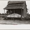 Cotton on porch of sharecropper's home, Maria plantation, Arkansas