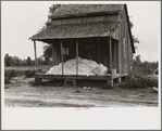 Cotton on porch of sharecropper's home, Maria plantation, Arkansas