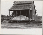 Cotton on porch of sharecropper's home, Maria plantation, Arkansas