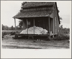 Cotton on porch of sharecropper's home, Maria plantation, Arkansas
