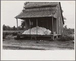 Cotton on porch of sharecropper's home, Maria plantation, Arkansas