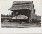 Cotton on porch of sharecropper's home, Maria plantation, Arkansas