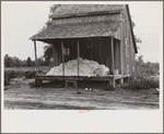 Cotton on porch of sharecropper's home, Maria plantation, Arkansas