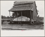 Cotton on porch of sharecropper's home, Maria plantation, Arkansas