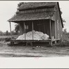 Cotton on porch of sharecropper's home, Maria plantation, Arkansas