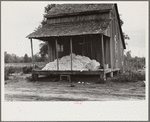 Cotton on porch of sharecropper's home, Maria plantation, Arkansas
