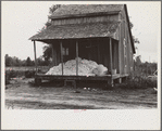 Cotton on porch of sharecropper's home, Maria plantation, Arkansas
