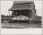 Cotton on porch of sharecropper's home, Maria plantation, Arkansas