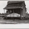 Cotton on porch of sharecropper's home, Maria plantation, Arkansas