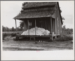 Cotton on porch of sharecropper's home, Maria plantation, Arkansas
