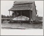 Cotton on porch of sharecropper's home, Maria plantation, Arkansas