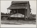 Cotton on porch of sharecropper's home, Maria plantation, Arkansas